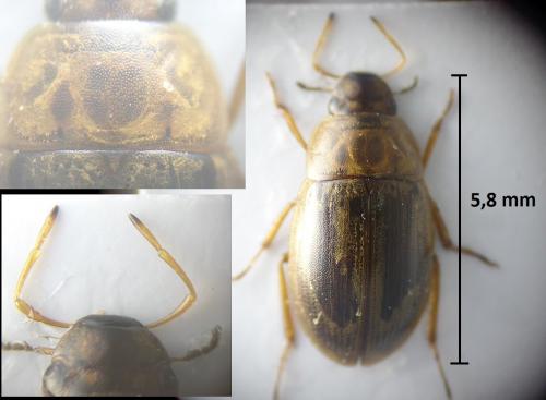 Réf. 201 908 : Helochares punctatus
